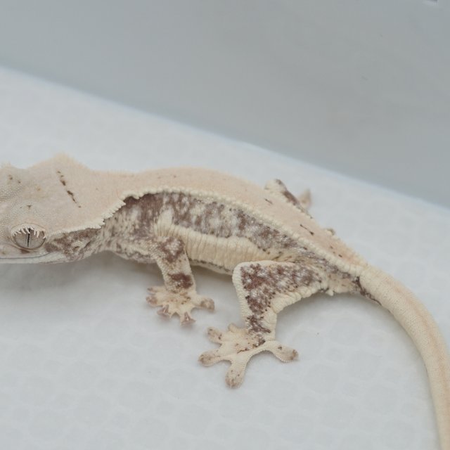 Lilly White