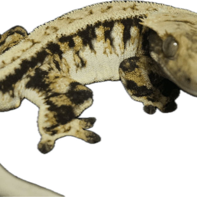 Tri Extreme Harlequin Full Pinstripe Normal