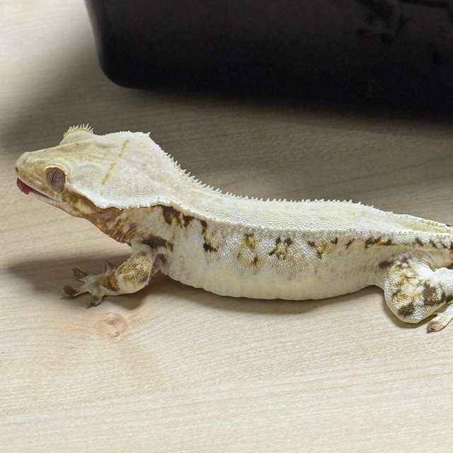 릴리화이트 화이트스팟 드리피