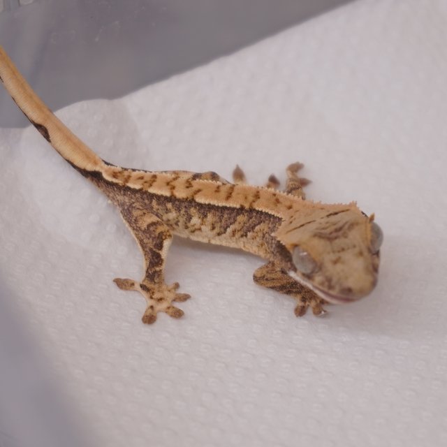 Normal Tri Extreme Harlequin