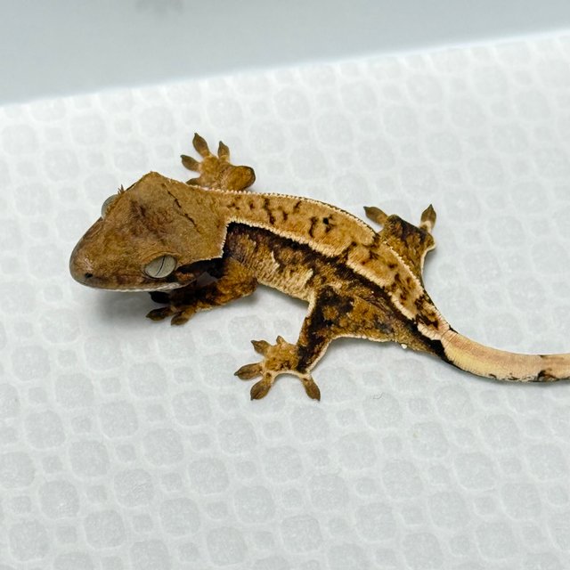 노멀 트라이 익스트림할리퀸 화이트스팟 화이트핀