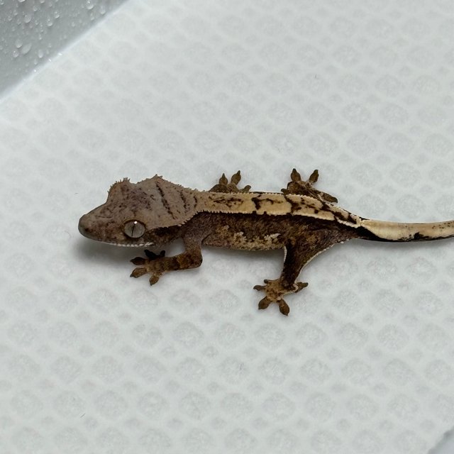 노멀 100%헷아잔틱