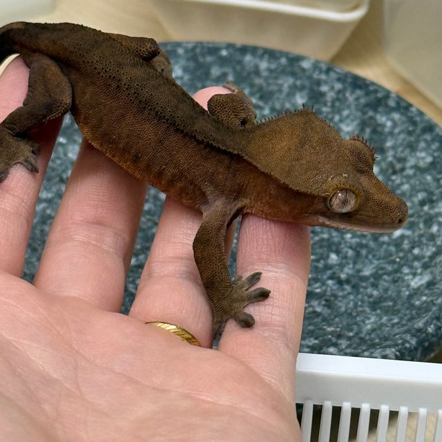 챠콜 노멀 팬텀