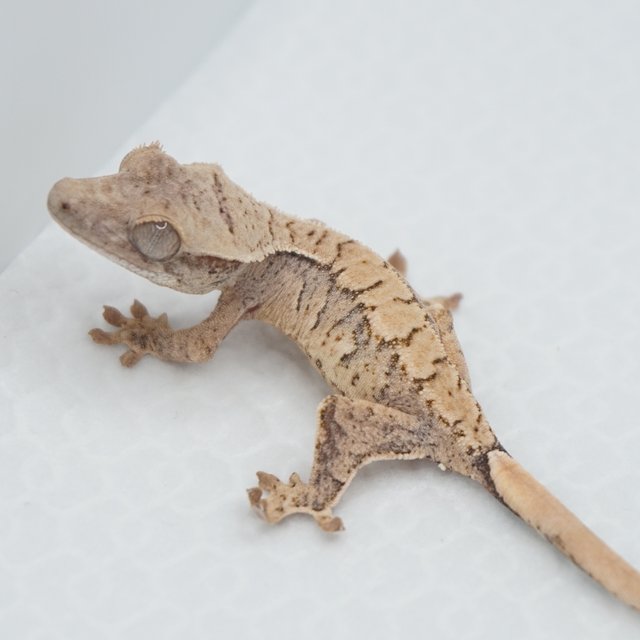 Extreme Harlequin Tri Normal