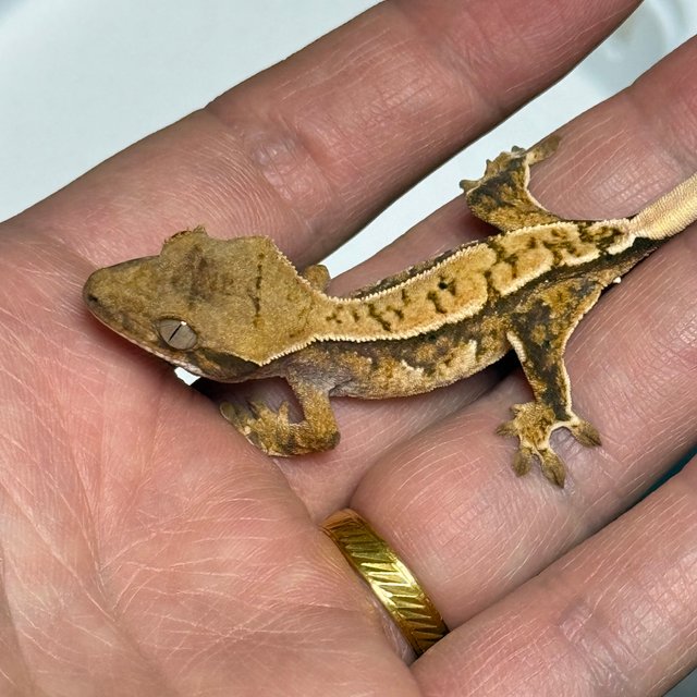 노멀 트라이 익스트림할리퀸 화이트스팟 화이트핀