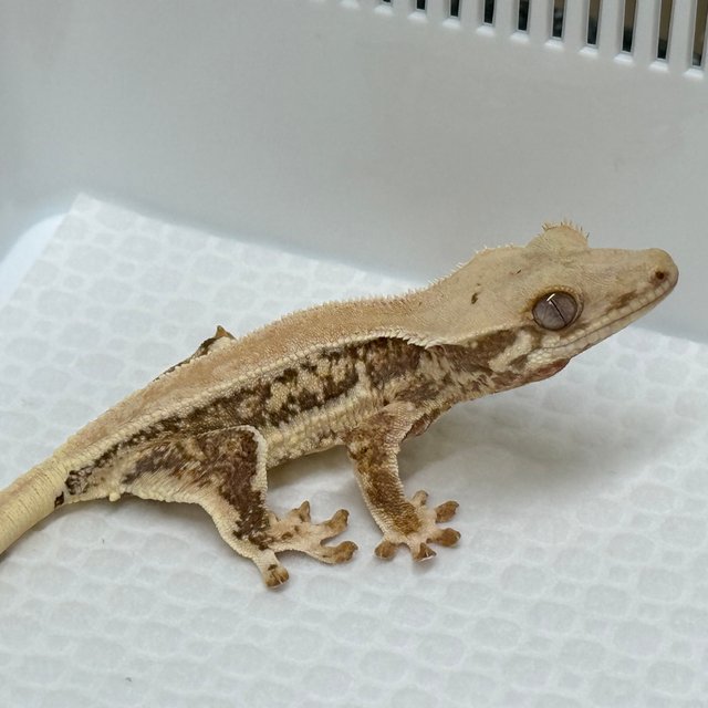 릴리화이트 풀핀 화이트핀