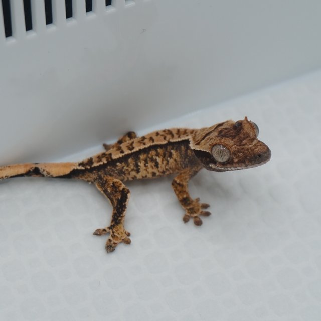 Normal Extreme Harlequin Tri