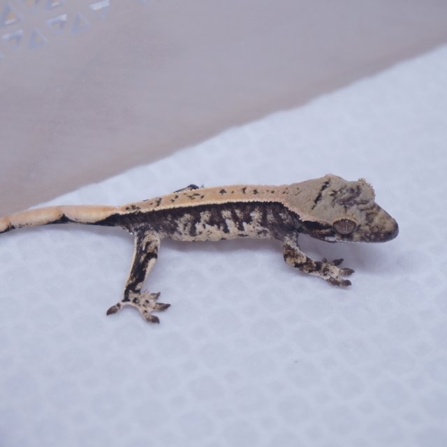 Tri Extreme Harlequin Normal White Spot