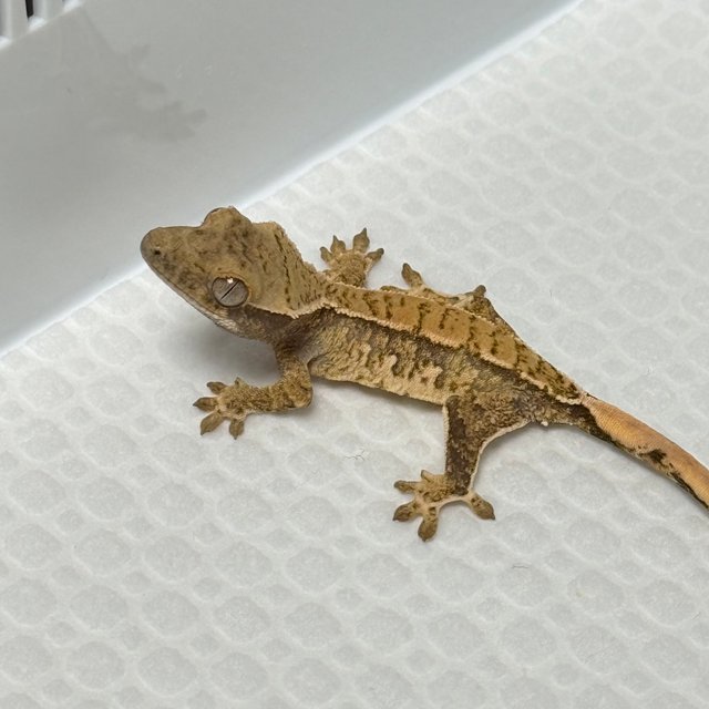 노멀 트라이 익스트림할리퀸