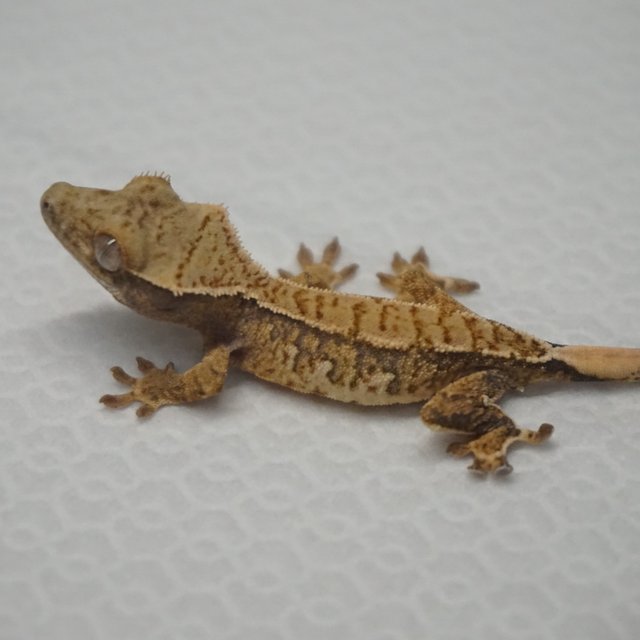 Tri Extreme Harlequin Normal