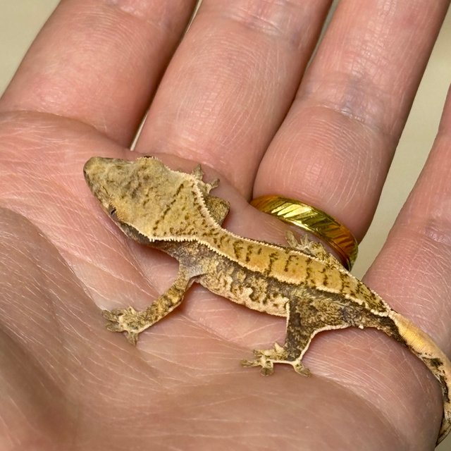 노멀 트라이 익스트림할리퀸