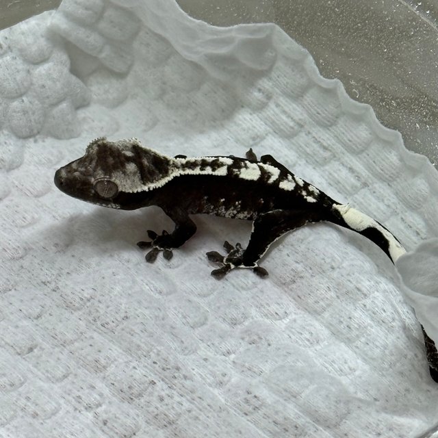 Axanthic White Crown White Pin