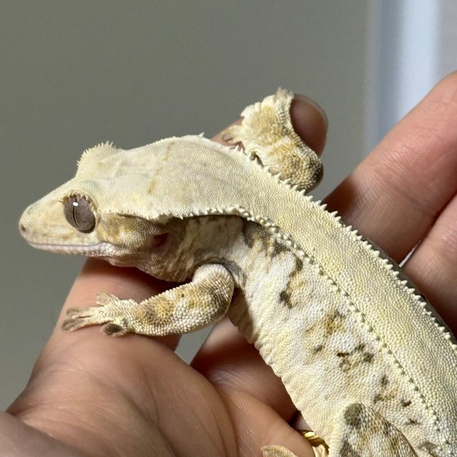 Lilly White Drippy White Spot