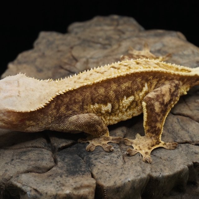 Normal Tri Quad Full Pinstripe