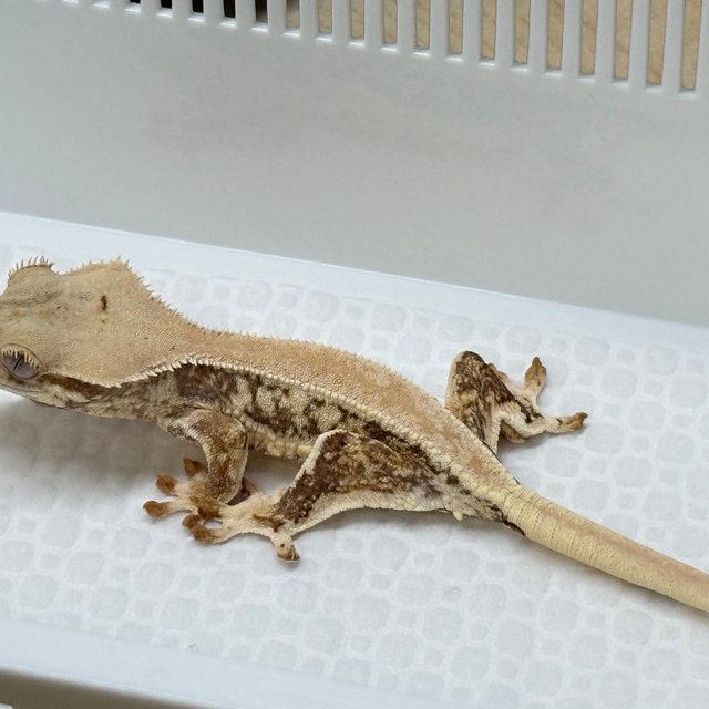 릴리화이트 풀핀 화이트핀