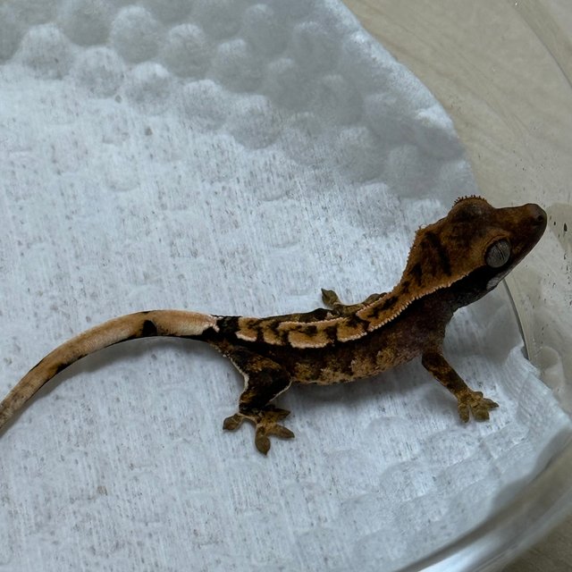 노멀 100%헷아잔틱