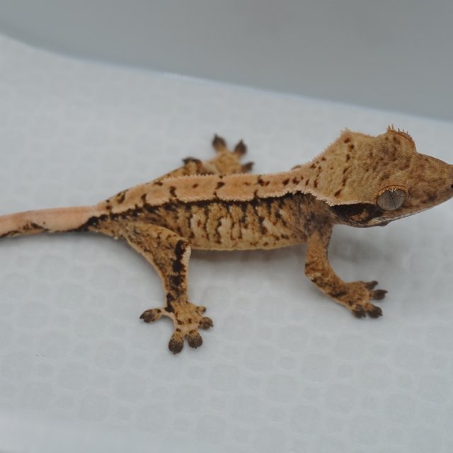 Normal Tri Extreme Harlequin
