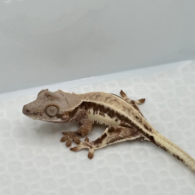 프라푸치노 풀핀 화이트핀 드리피