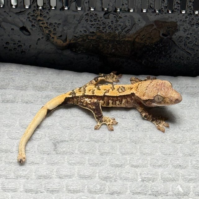 익스트림할리퀸 트라이 노멀