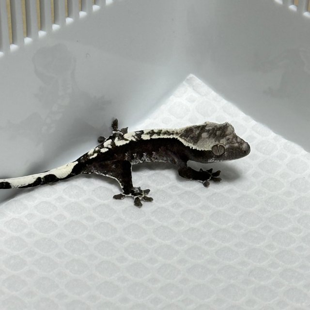 아잔틱 화이트크라운 화이트핀