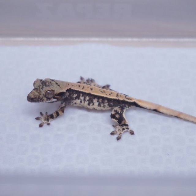 Tri Extreme Harlequin Normal White Spot