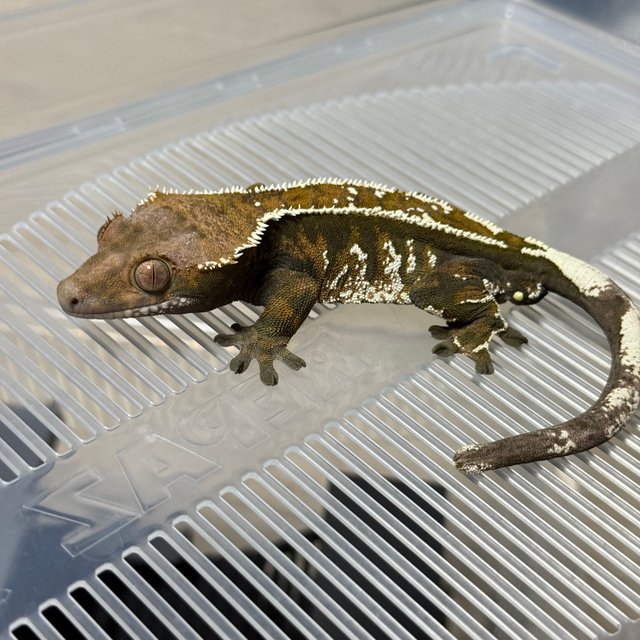 White Pin Cappuccino