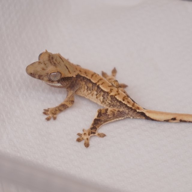 Normal Tri Extreme Harlequin