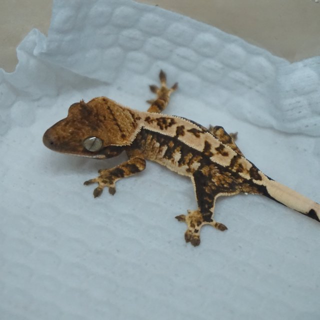 Normal Tri Extreme Harlequin