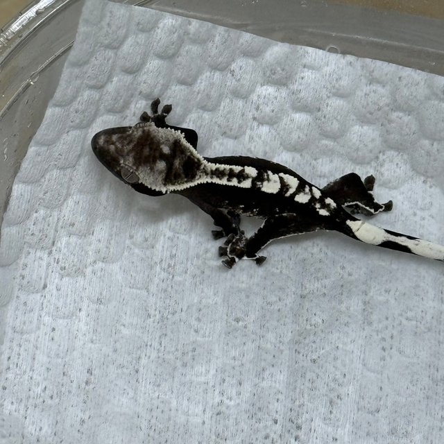 Axanthic White Crown White Pin