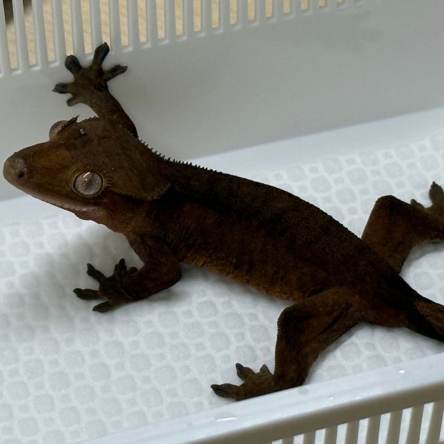 챠콜 노멀 팬텀