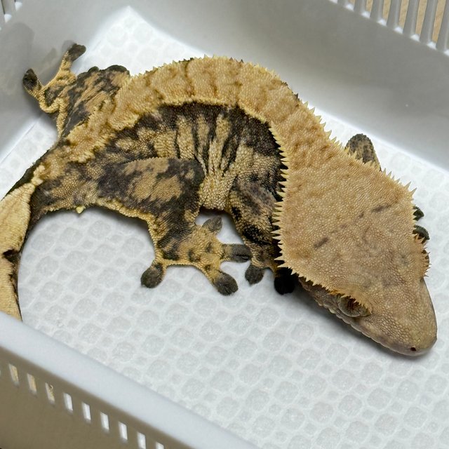 Normal Extreme Harlequin White Spot Tri