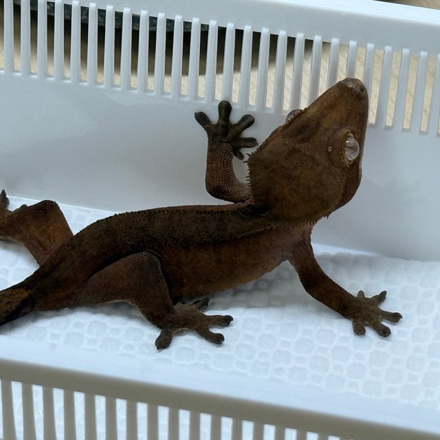 챠콜 노멀 팬텀