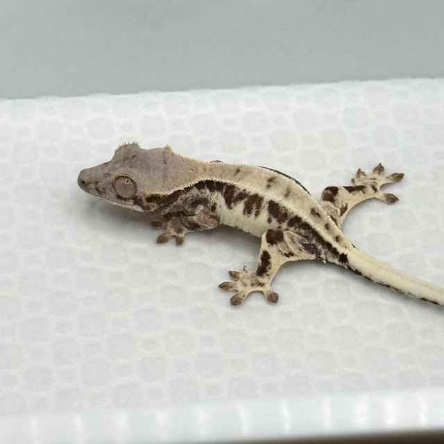 프라푸치노 드리피 화이트핀 풀핀