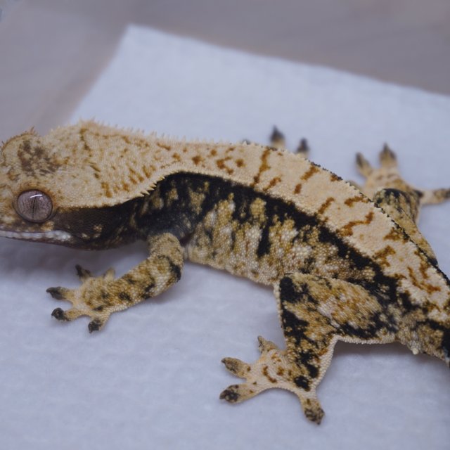 Extreme Harlequin Tri Normal