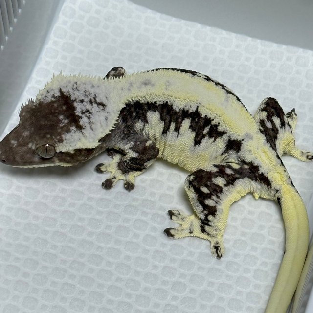 Axanthic Drippy Lilly White
