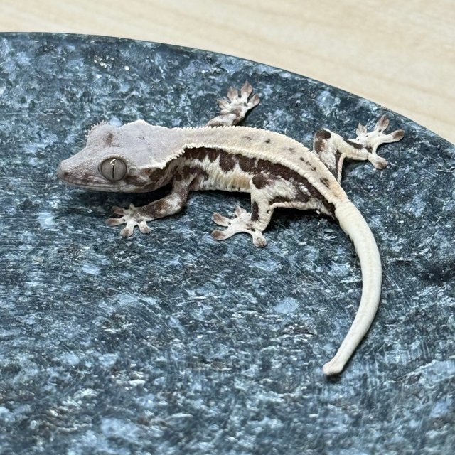 프라푸치노 화이트핀 화이트크라운 드리피