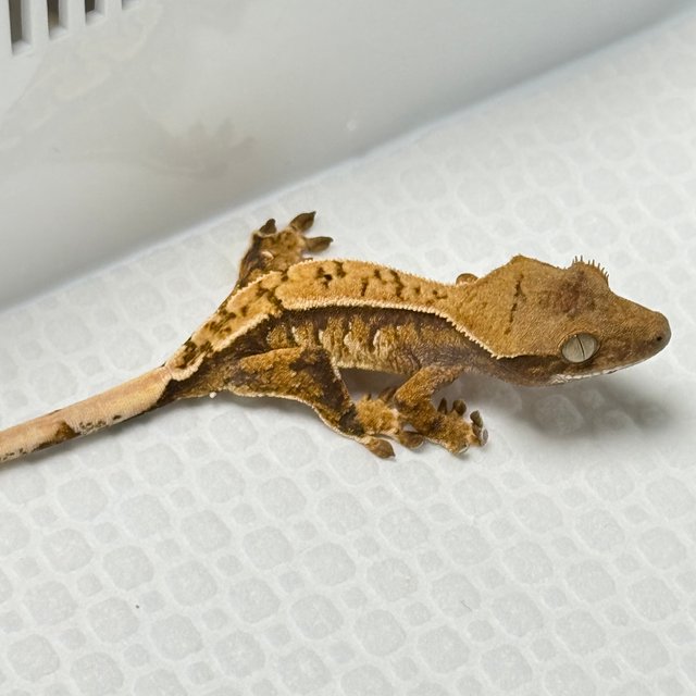 노멀 트라이 익스트림할리퀸 화이트스팟 화이트핀