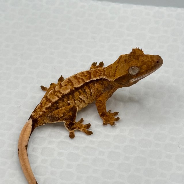 Tri Normal Extreme Harlequin White Spot