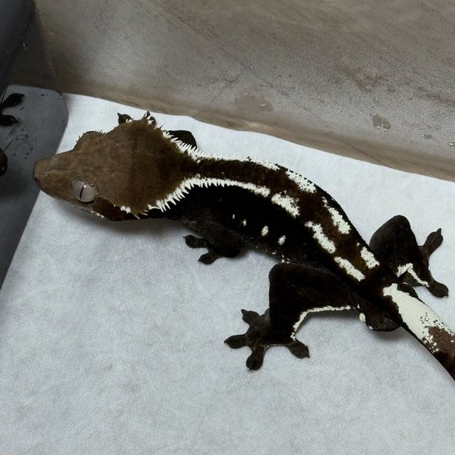 White Pin Axanthic White Spot