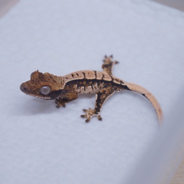 Extreme Harlequin White Porthole Tri White Spot Normal