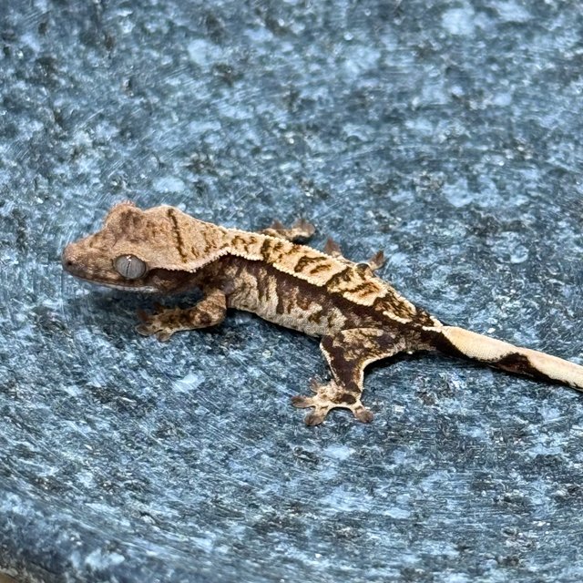 노멀 익스트림할리퀸 트라이 화이트핀 화이트스팟