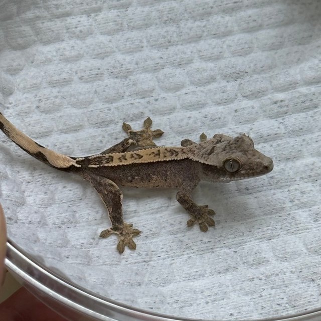 노멀 100%헷아잔틱