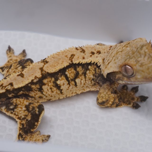 Normal Tri Extreme Harlequin