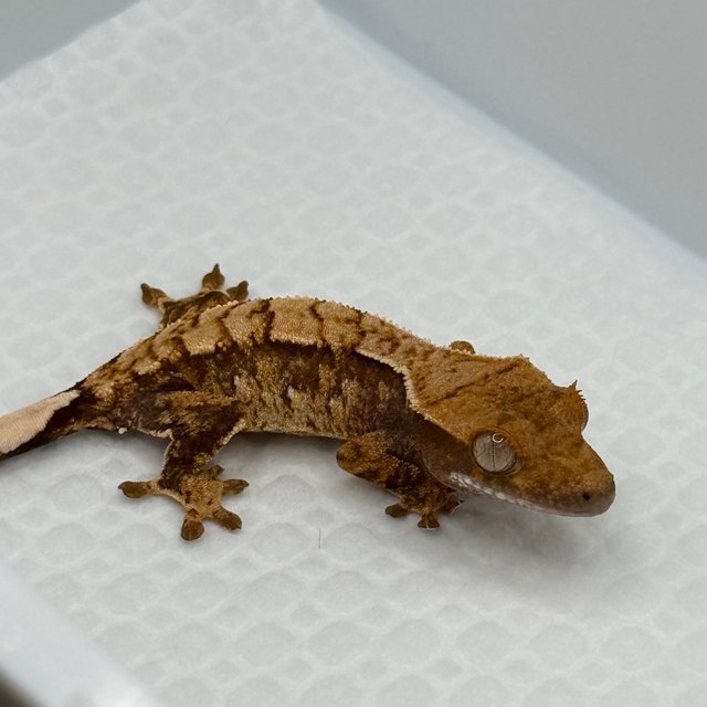 White Spot Normal Extreme Harlequin Tri