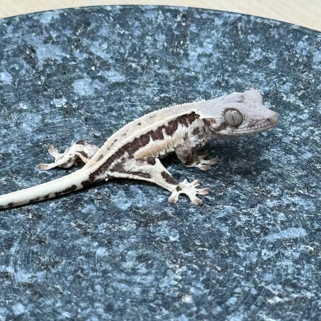 프라푸치노 화이트핀 화이트크라운 드리피