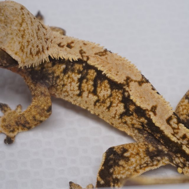 Normal Tri Extreme Harlequin