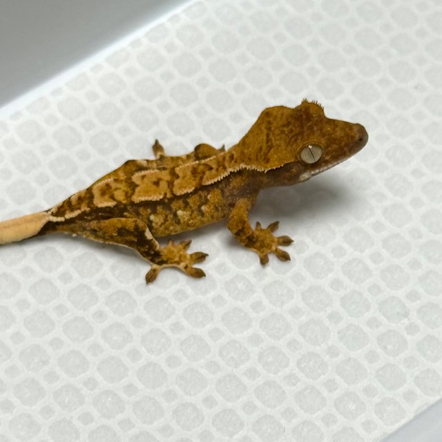 노멀 트라이 익스트림할리퀸 화이트스팟