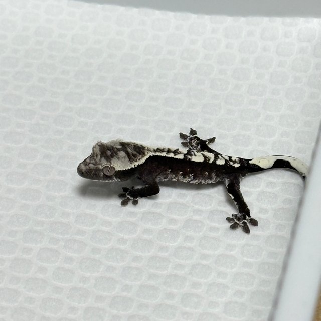 아잔틱 화이트크라운 화이트핀