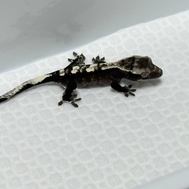 Axanthic
