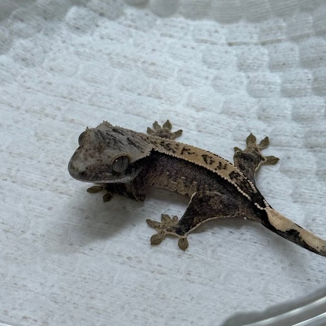 노멀 100%헷아잔틱